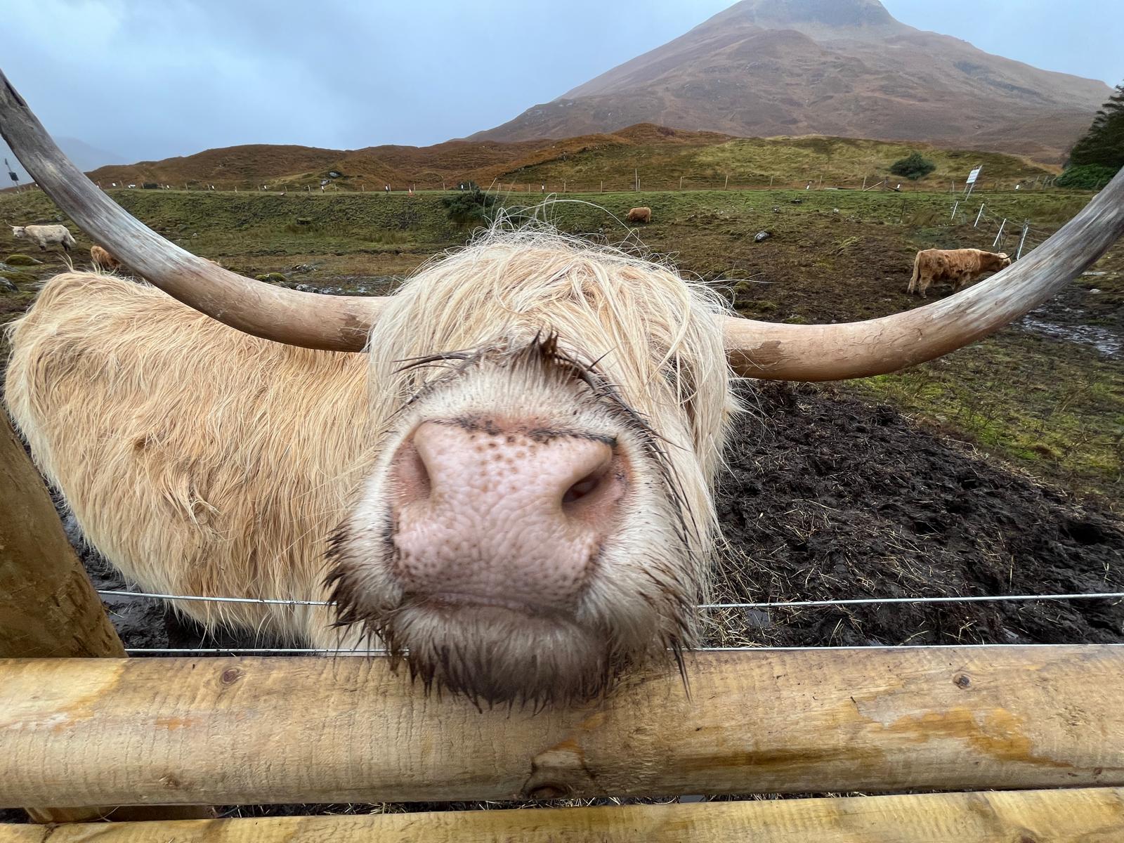 highland cow